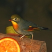 Red-billed Leiothrix